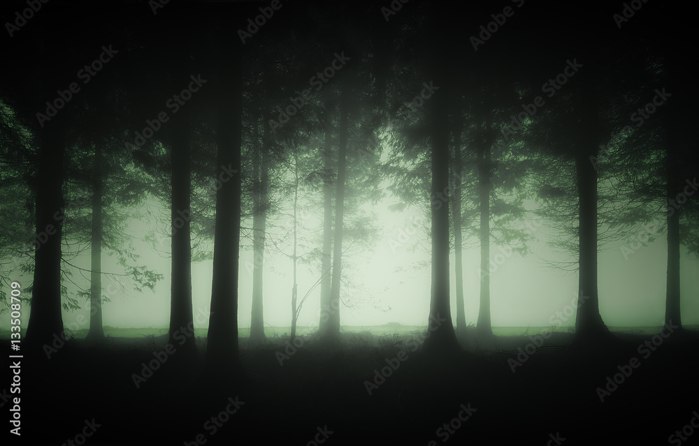 Naklejka premium gloomy forest with fog