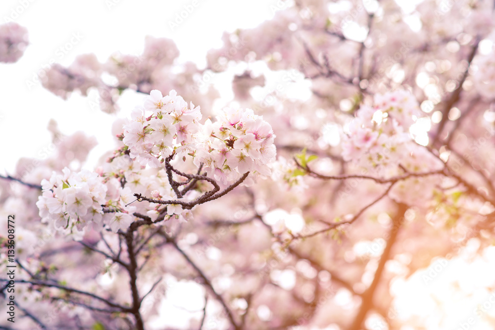 Beautiful cherry blossom sakura in spring time.