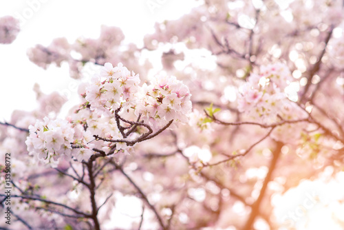 Beautiful cherry blossom sakura in spring time.