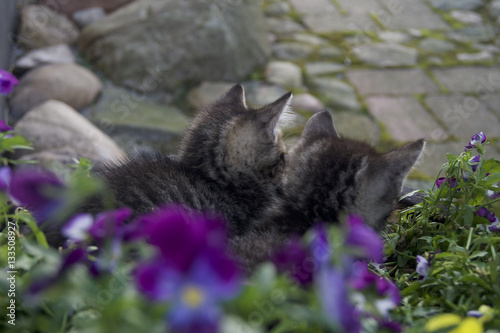 Kittens