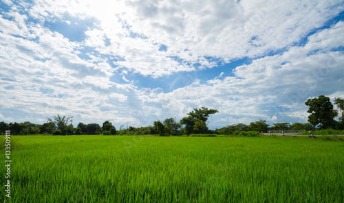 Image of green rice field with blue sky © akkalak