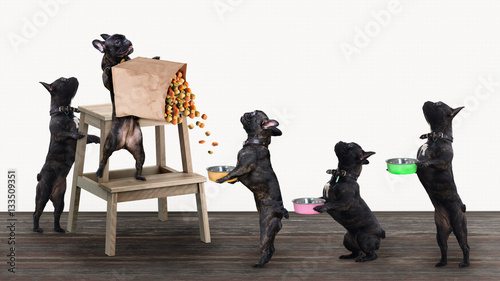 Photography Funny dogs stand in line for food with bowls in their paws