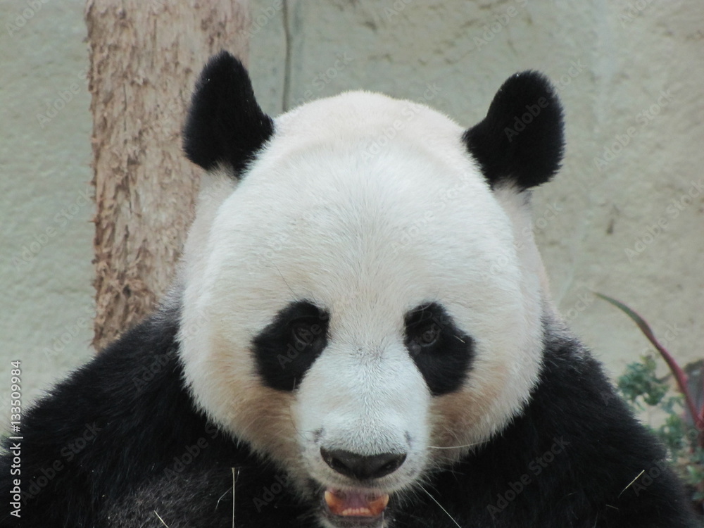 Obraz premium Panda in Thailand