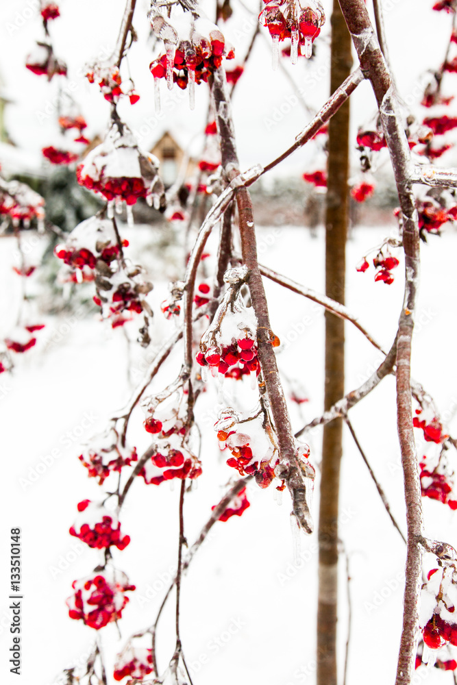 Red iced berries of wild ash covered with snow. Branches of rowan tree. Christmas , New Year, winter background.
Red iced berries of wild ash covered with snow. Branches of rowan tree. Christmas , New Year, winter background.