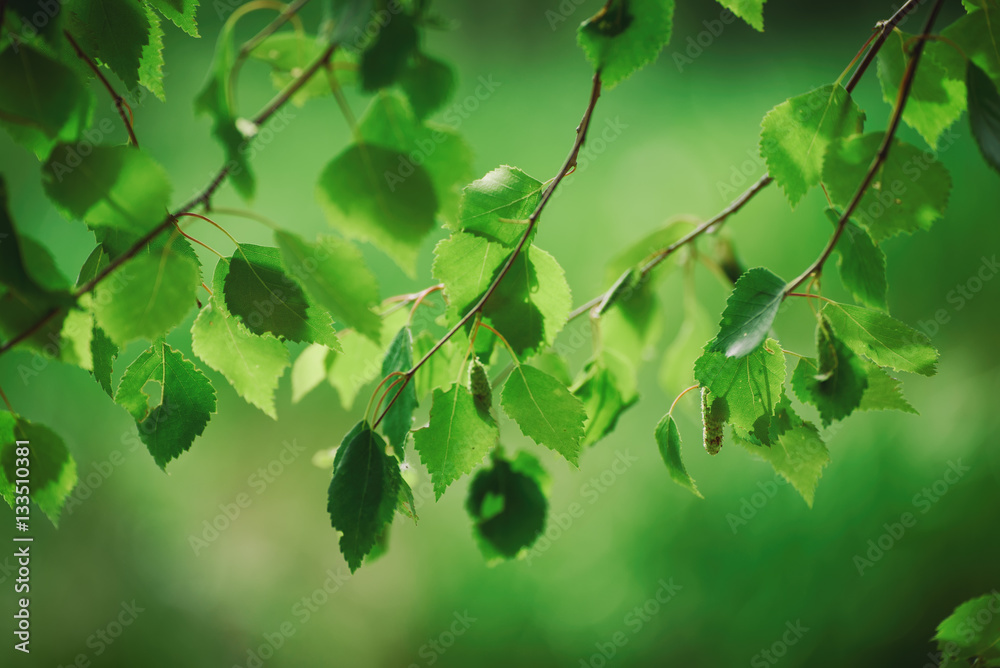 Sunny young green spring leaves of birch tree, natural eco seasonal background with copy space Sunny young green spring leaves of birch tree, natural eco seasonal background with copy space
