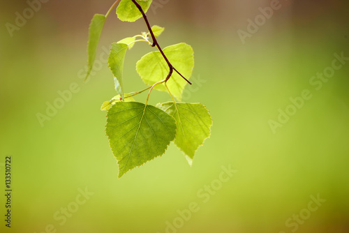 Sunny young green spring leaves of birch tree, natural eco seasonal background with copy space