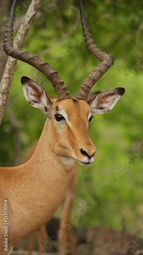 Impala ram