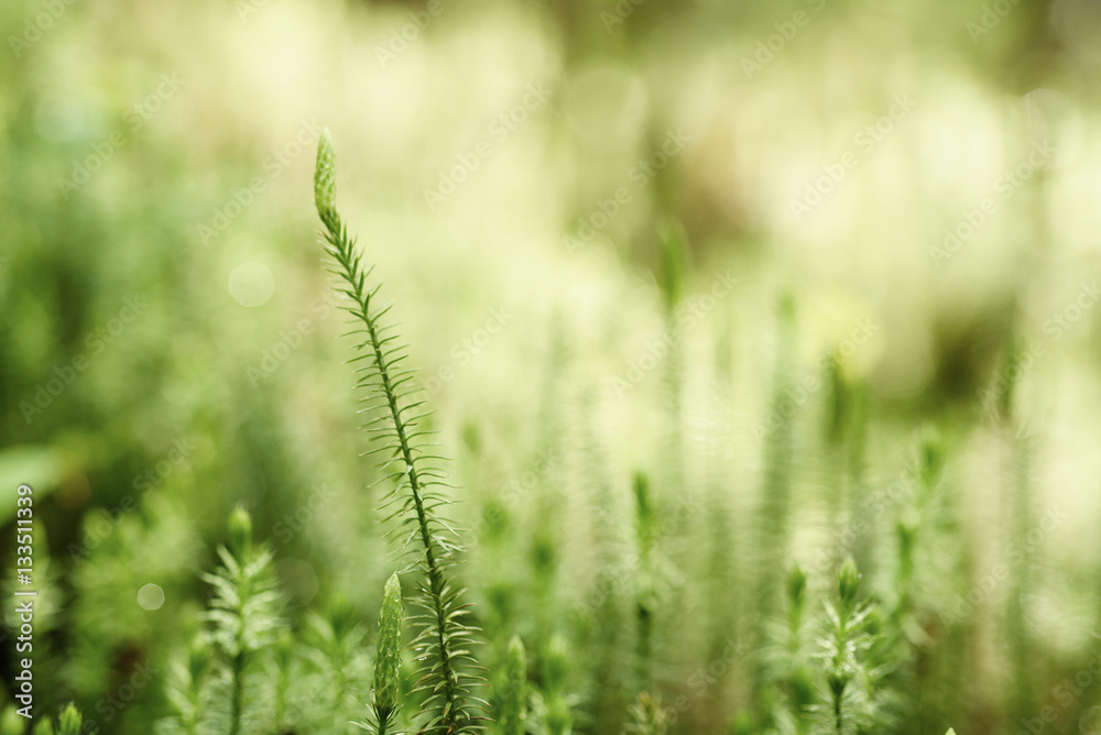 Abstract natural background with green moss in the forest. Seasonal spring eco concept Abstract natural background with green moss in the forest. Seasonal spring eco concept