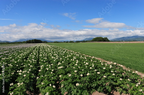 洞爺湖町の田園風景