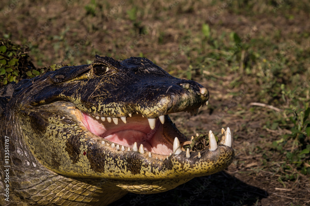 Fototapeta premium Yacare Caiman, crocodile in Pantanal, Paraguay