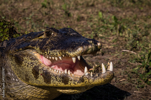 Yacare Caiman, crocodile in Pantanal, Paraguay