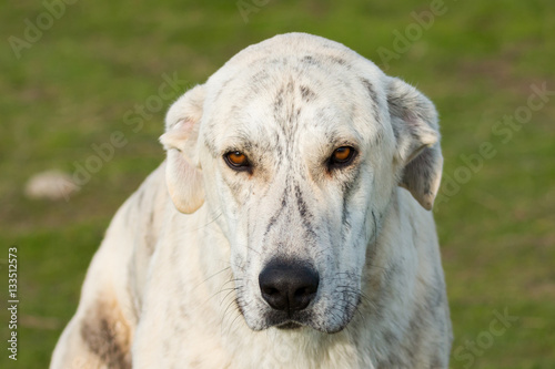 Big white labrador dog in the field © Gelpi