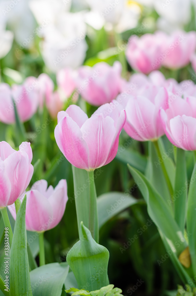 beautiful colorful tulips flower field in garden beautiful colorful tulips flower field in garden