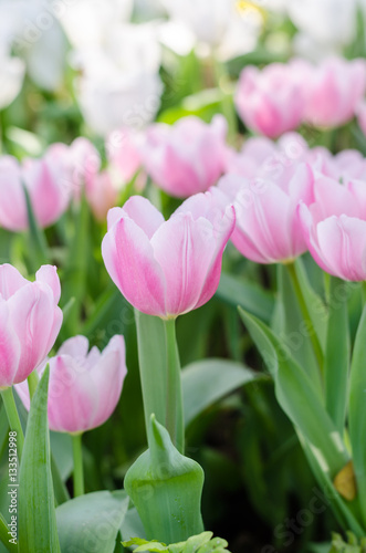beautiful colorful tulips flower field in garden