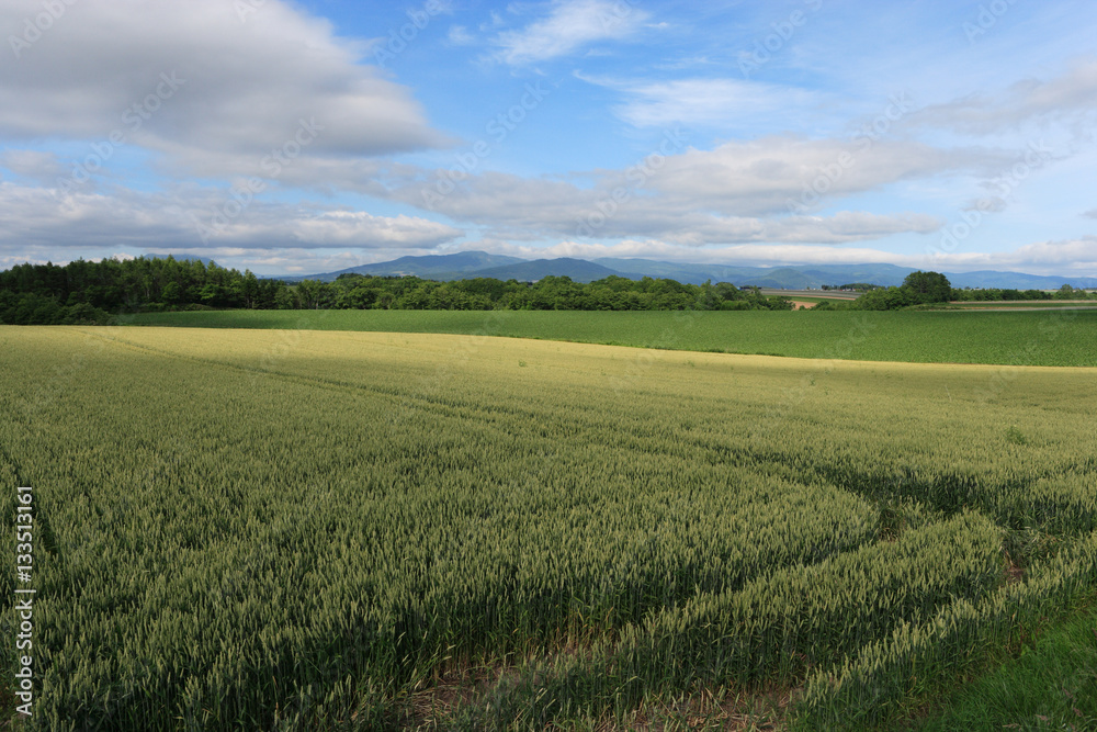 洞爺湖町の田園風景