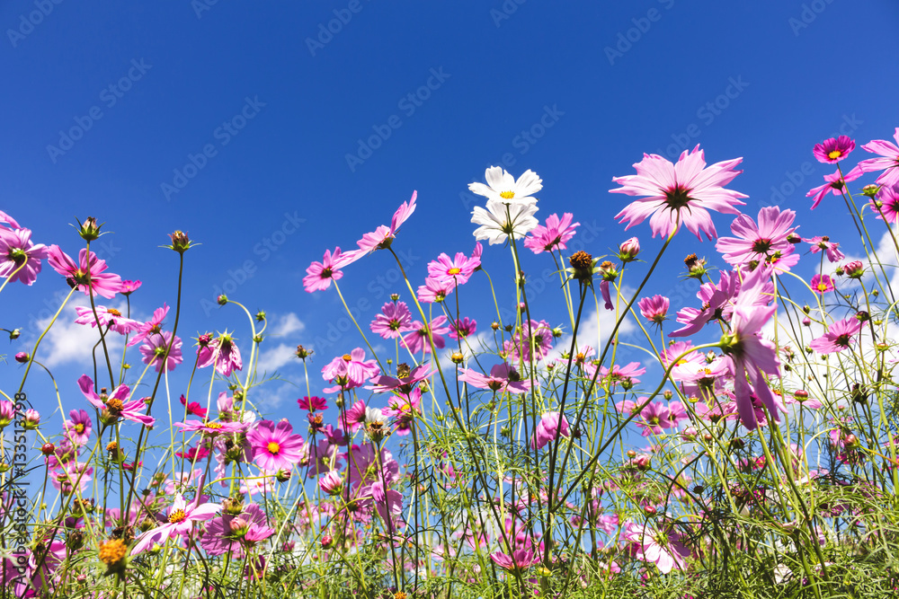 Cosmos flowers in the garden with blue sky and clouds background in  soft focus.