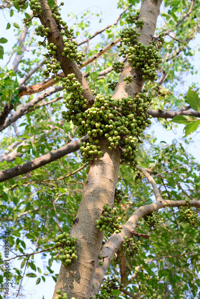 Green fig fruits on tree in forest.