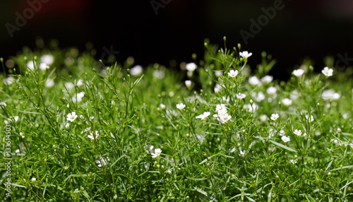 Sweet alyssum
