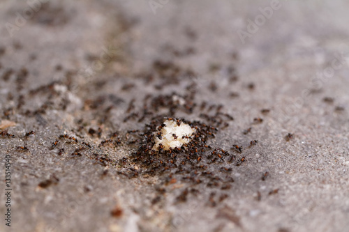 Ants of bread