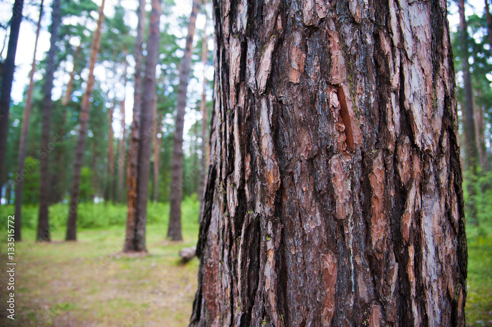 Texture bark of pine tree closeup Texture bark of pine tree closeup
