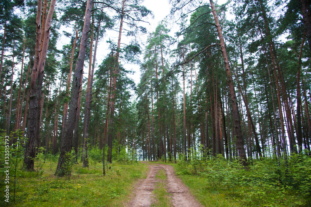 Obraz premium Winding dirt road through the forest