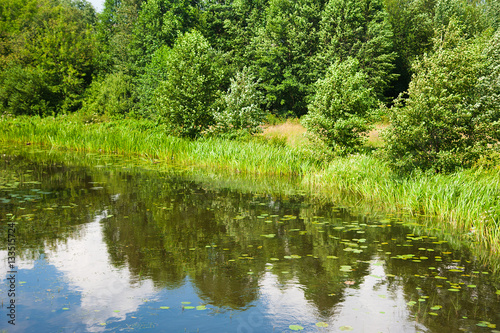 Summer landscape on the river bank