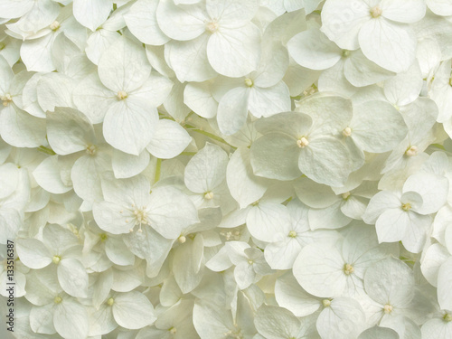 white hydrangea flowers romantic floral background