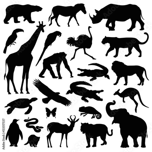 zoo animal illustration set