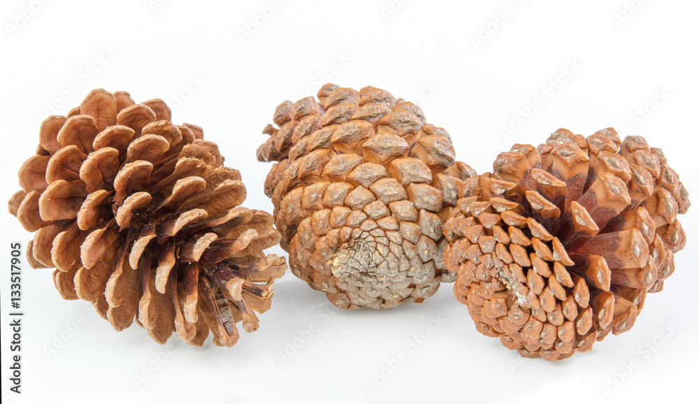 Pine cones Pine cones