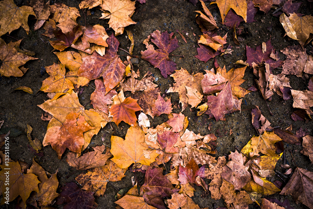 Colorful maple leaves