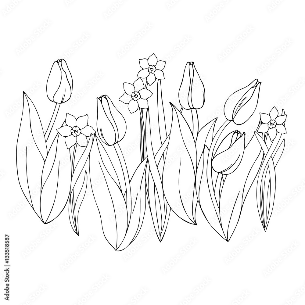 Fototapeta vector monochrome contour illustration of daffodil narcissus tulip flower