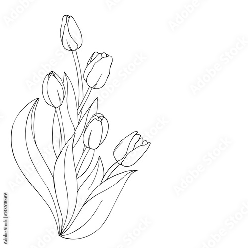 vector monochrome contour illustration of tulip flower vertical bouquet