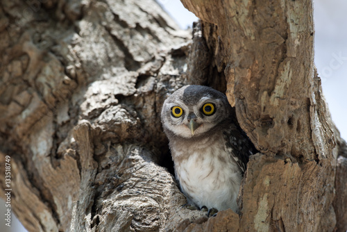 Owl, Spotted owlet (Athene brama) in tree hollow,Bird of Thailand