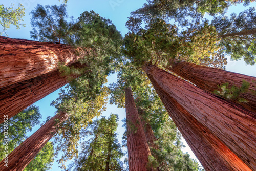 Giant sequoia trees closeup in Sequoia National Park, California, USA