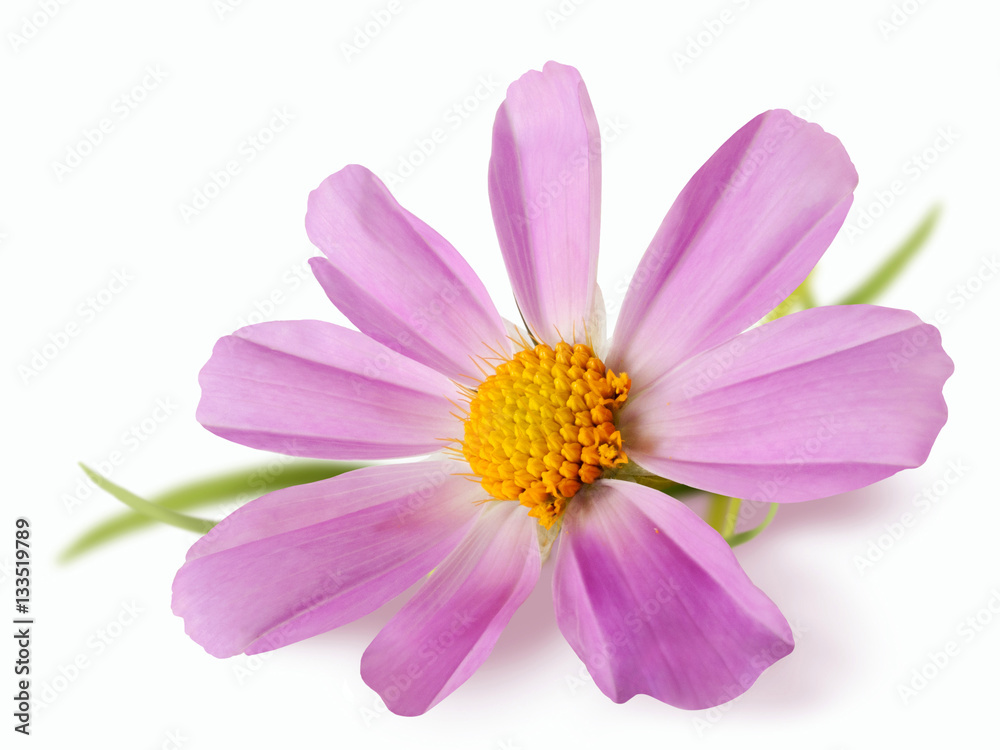delicate pink daisy flower isolated on white background delicate pink daisy flower isolated on white background