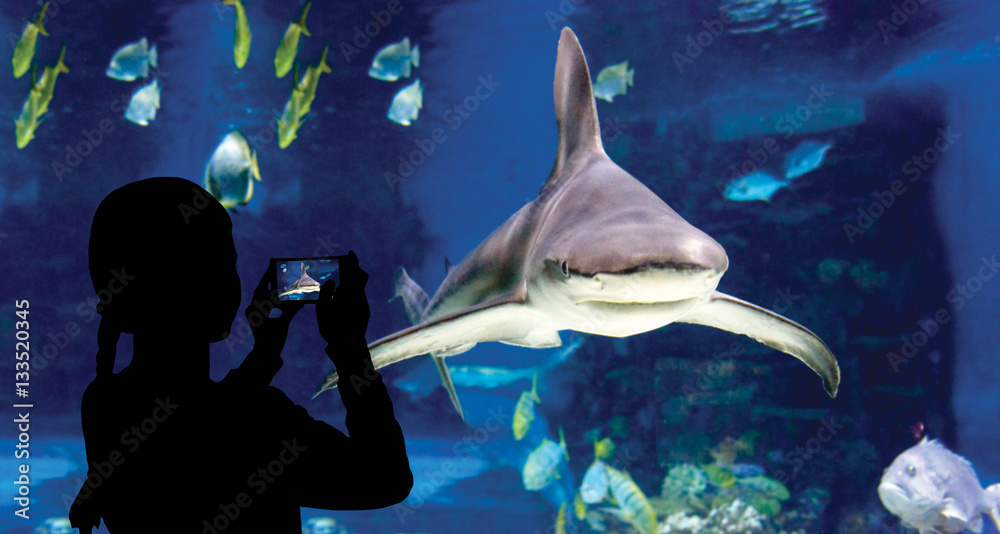 Obraz premium The child makes the photo shark swimming in oceanarium