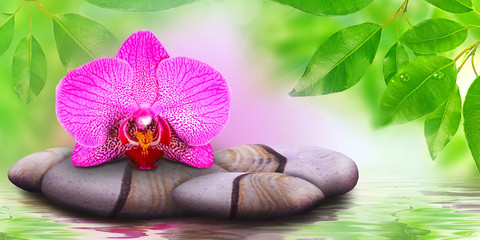 Wandcirkels Toilet Roze orchidee op zen stenen  © savojr
