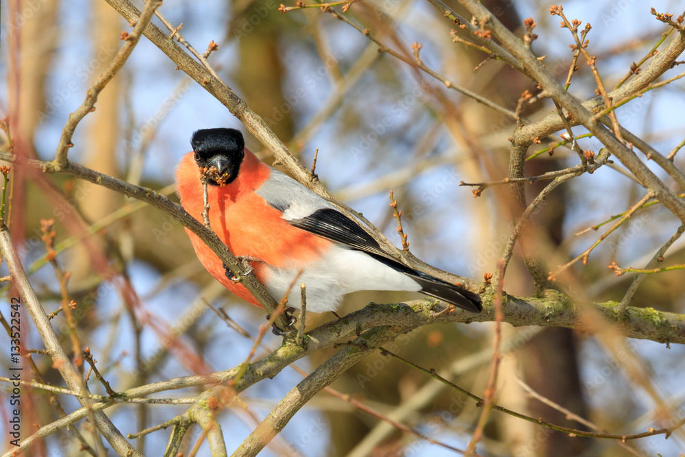 beautiful small bird common bullfinch in winter beautiful small bird common bullfinch in winter