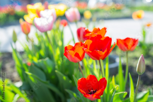 Fototapeta Naklejka Na Ścianę i Meble -  Multi-colored tulips