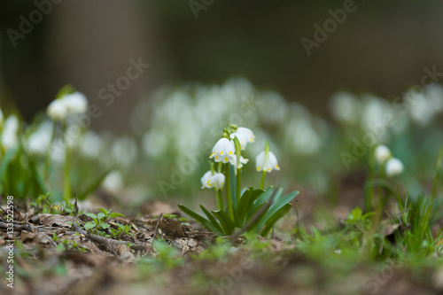 early spring snowflake flowers in forest