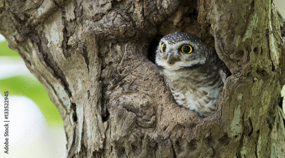 Owl, Spotted owlet (Athene brama) in tree hollow,Bird of Thailand Owl, Spotted owlet (Athene brama) in tree hollow,Bird of Thailand