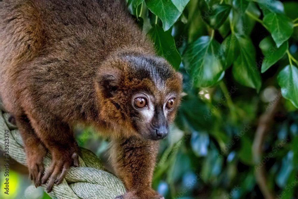 Ταπετσαρία Collared brown lemur, red-collared lemur.