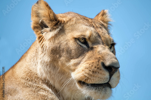 Female Lion Close Up.