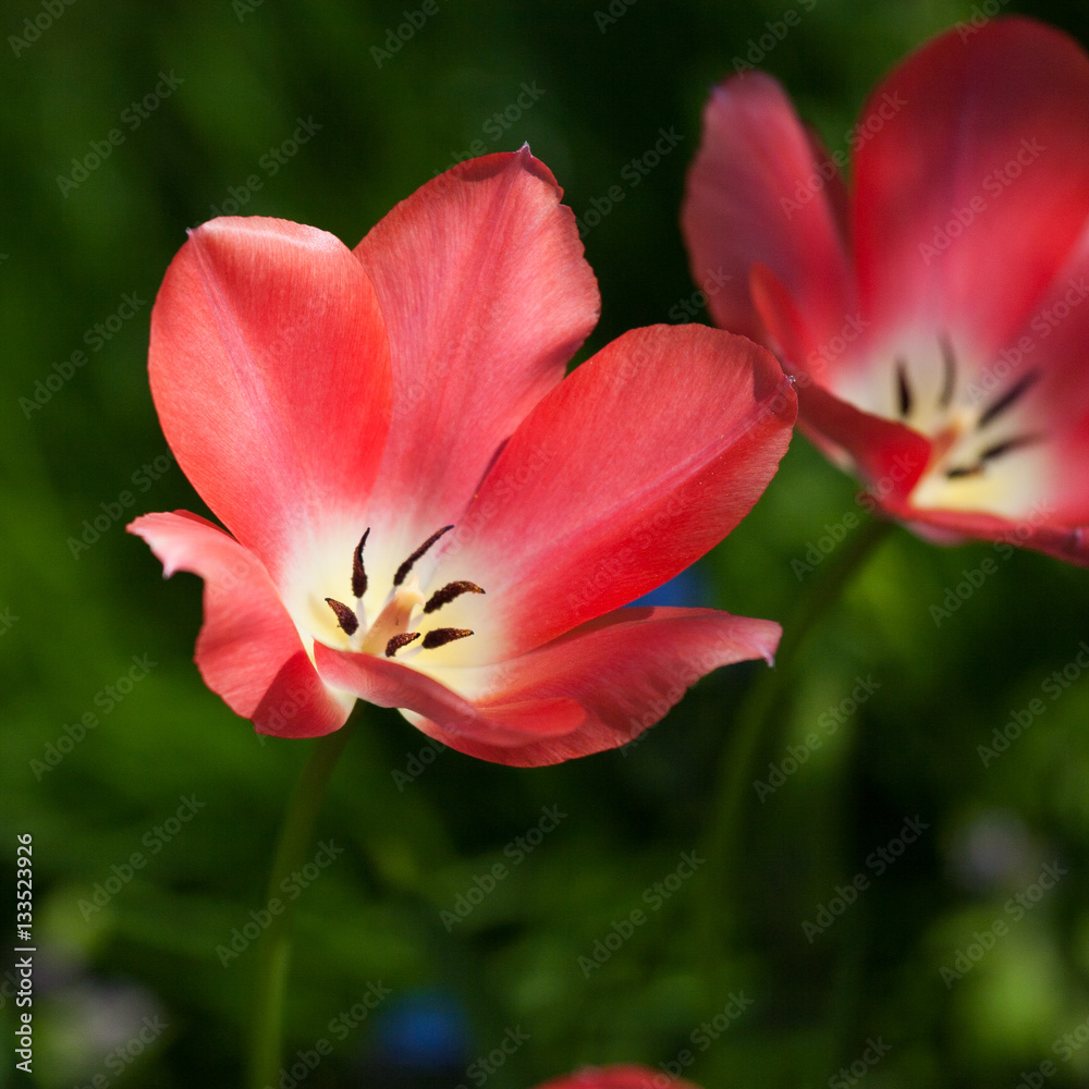Beautiful tulips on a natural background in spring Beautiful tulips on a natural background in spring