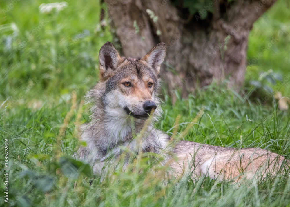 European Wolf in Grassland