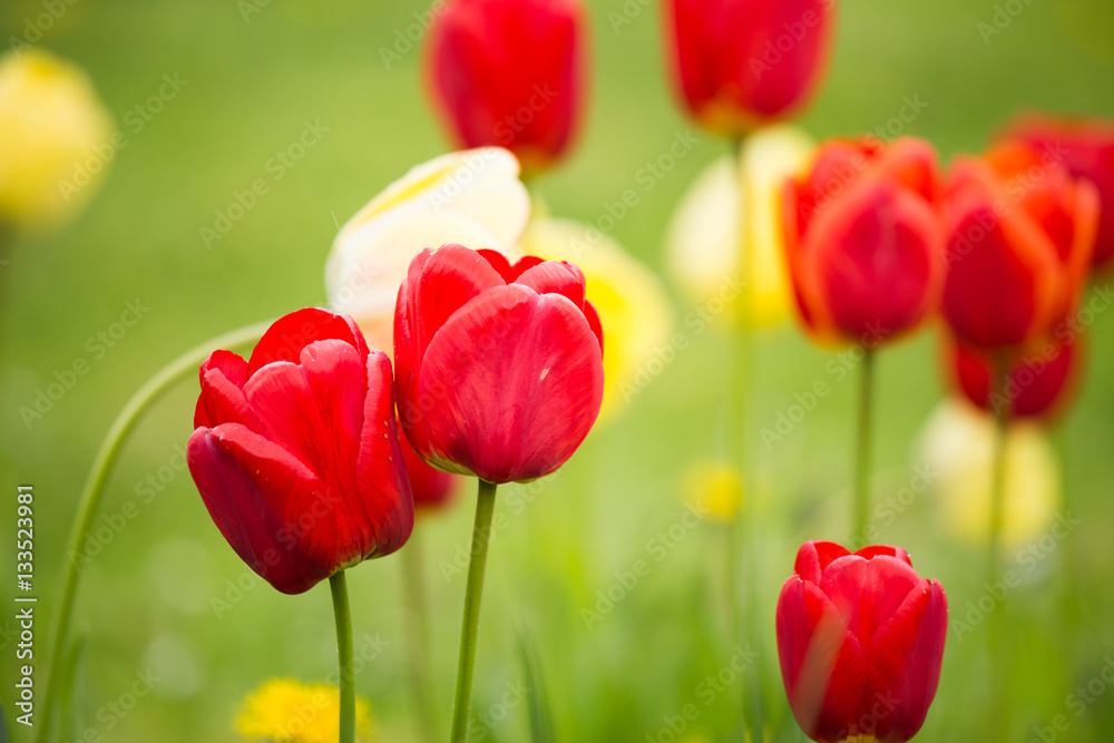 Beautiful tulips on a natural background in spring Beautiful tulips on a natural background in spring
