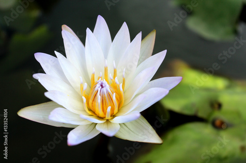 beautiful lotus flower in deep color water