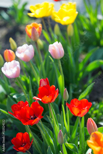 Multi-colored tulips