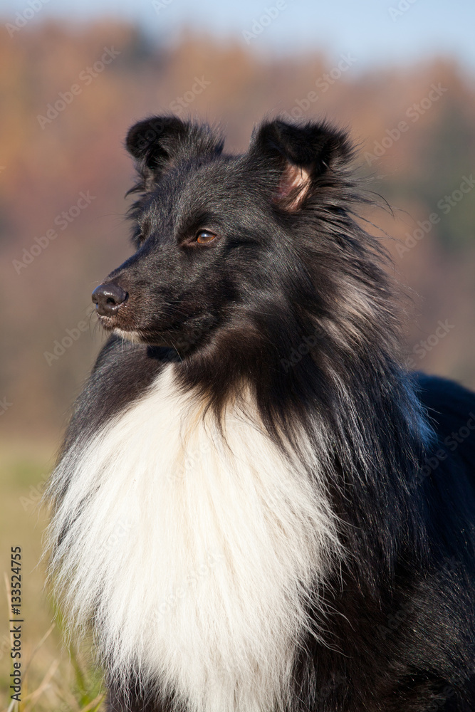 Portrait of nice sheltie Portrait of nice sheltie