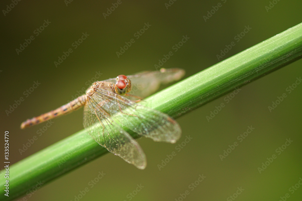 dragonfly perched on branch